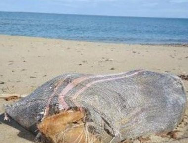 Παλαιοκαστρίτσα: Ξεβράστηκε σάκος με 38 κιλά κάνναβη